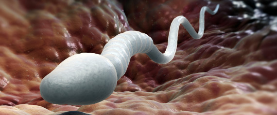 Male sperm cell